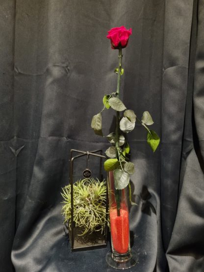 Rose éternelle longue tige