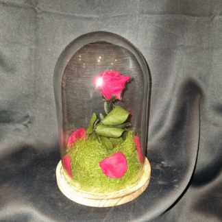 Rose éternelle Belle et la Bête