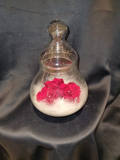 Rose éternelle dans sa bonbonnière