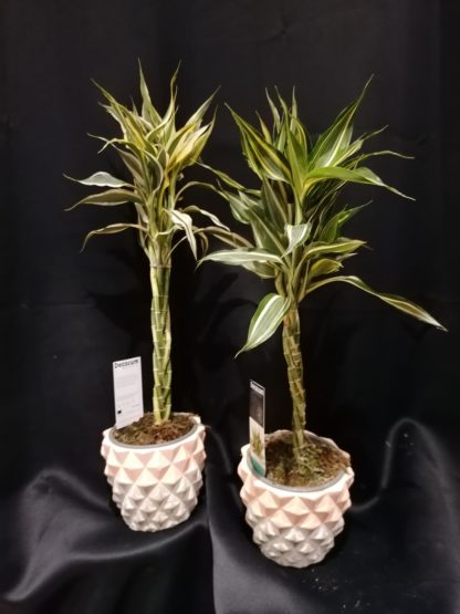 Dracaena