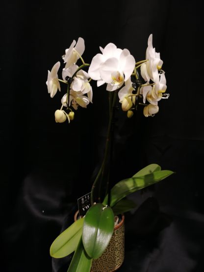 Orchidée parasol 3 tiges