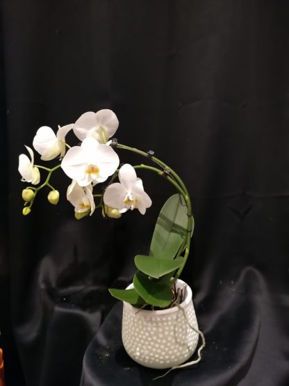 Orchidée Boomerang