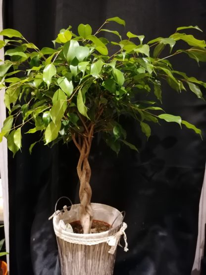 Ficus tronc tortueux