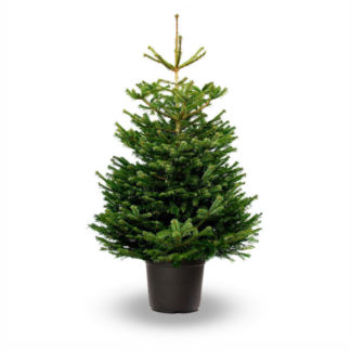 Sapin Nordmann en pot (100/120cm)